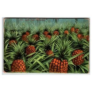 Vintage Florida Pineapple Field Postcard M. Mark Artistic Series Germany